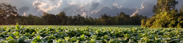 tdmedia-pexels-nc-farm-bureau-mark-2257526
